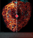 Sistema Confocal Leica Stellaris STED