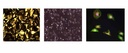 Cámaras de Microscopía M-Shot