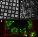 Sistema Confocal Leica Stellaris 5