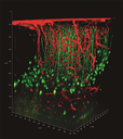 Sistema Confocal Leica Stellaris 8